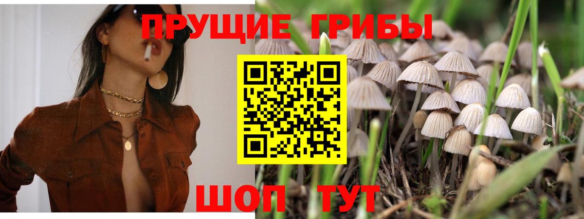 Галлюциногенные грибы Psilocybe Похвистнево